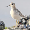Buff-breasted Sandpiper